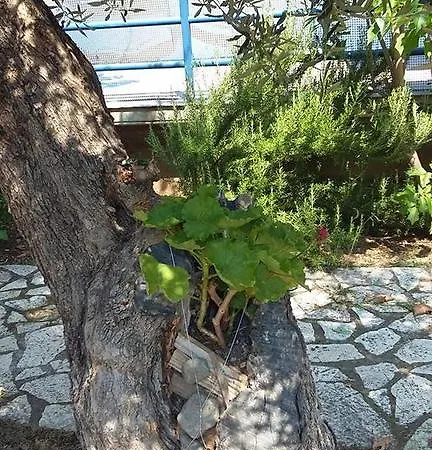 Tolofona Apartament